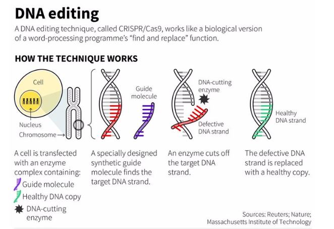 DNA Editing